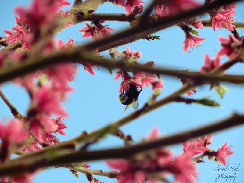 Bee on pink blossoms