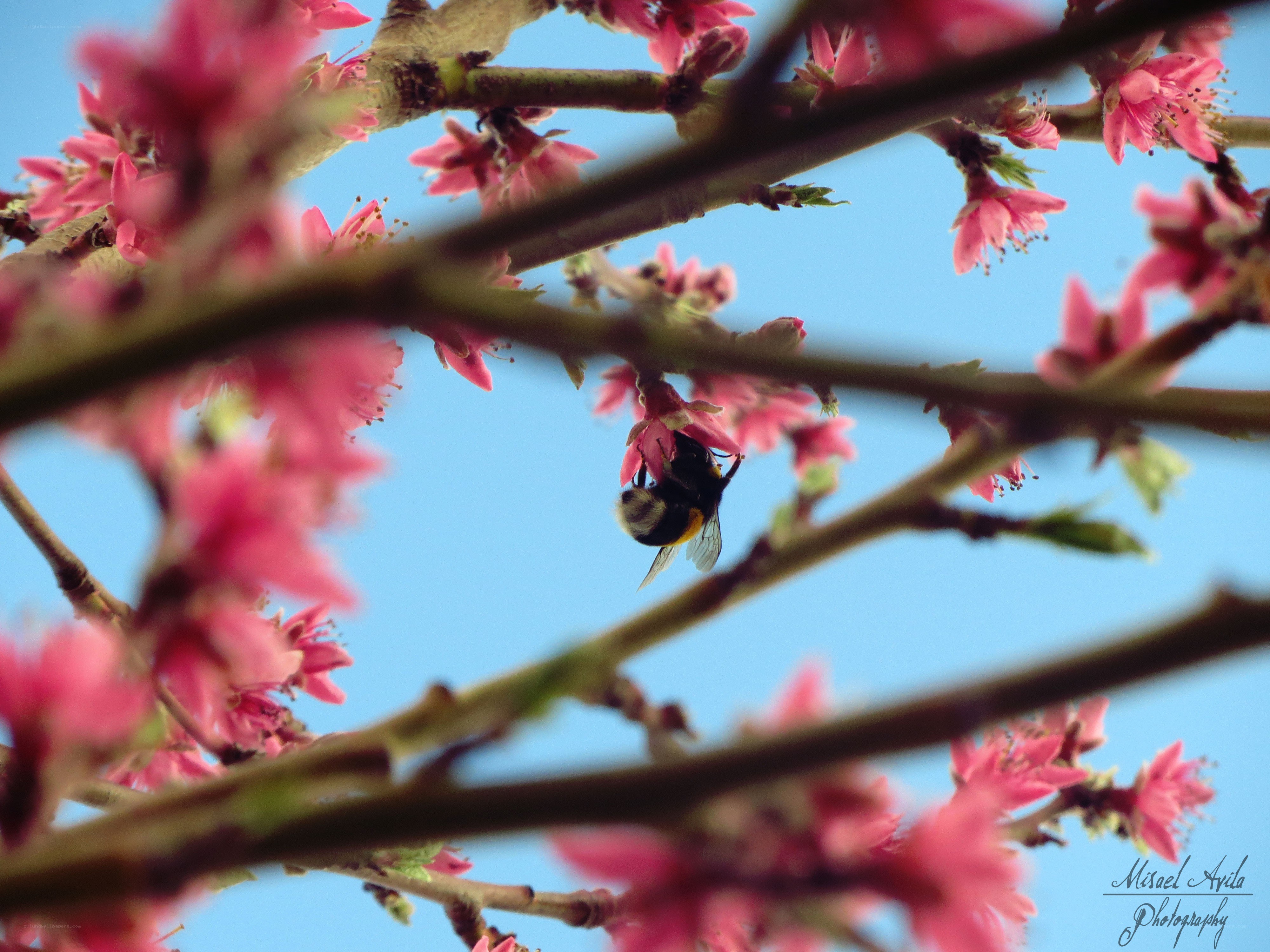 Bee on pink blossoms