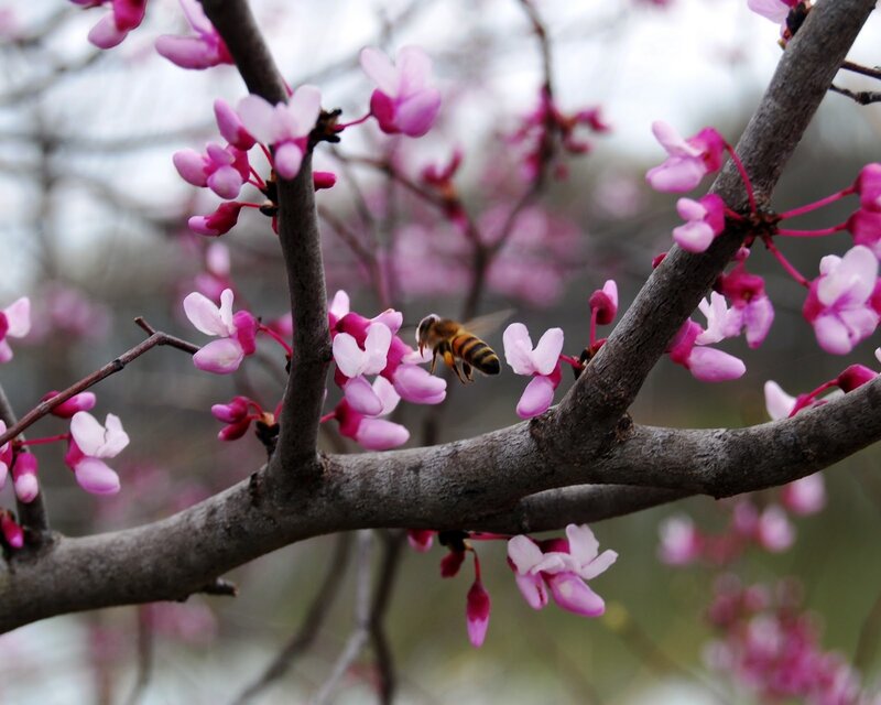 Bee on Pink Blossoms — Calm