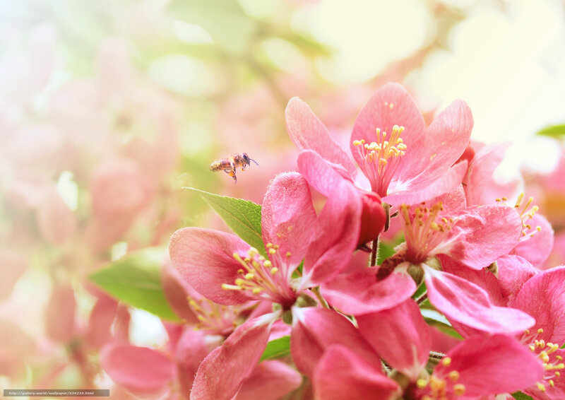 bee on pink blossoms