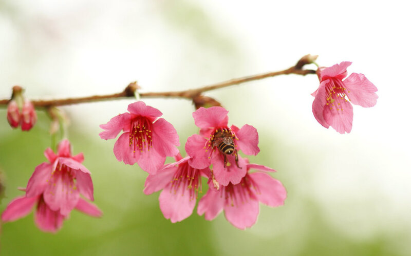 Bee on Pink Cherry Blossom — Serene