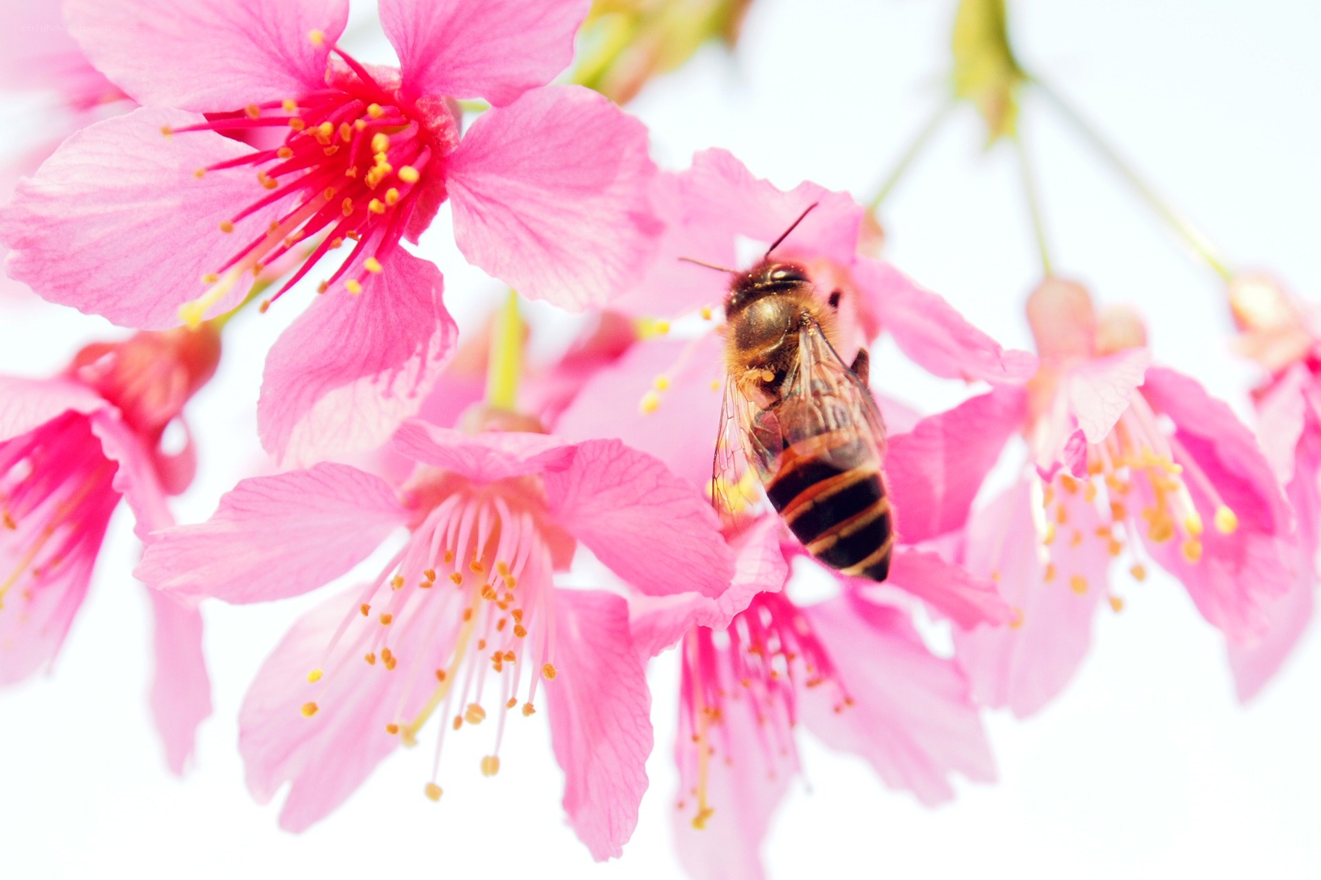 bee on pink cherry blossom