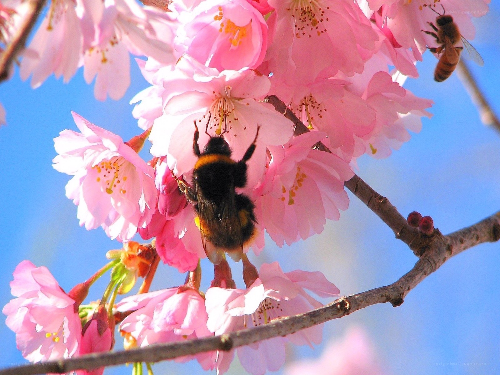 Bee on pink cherry blossoms