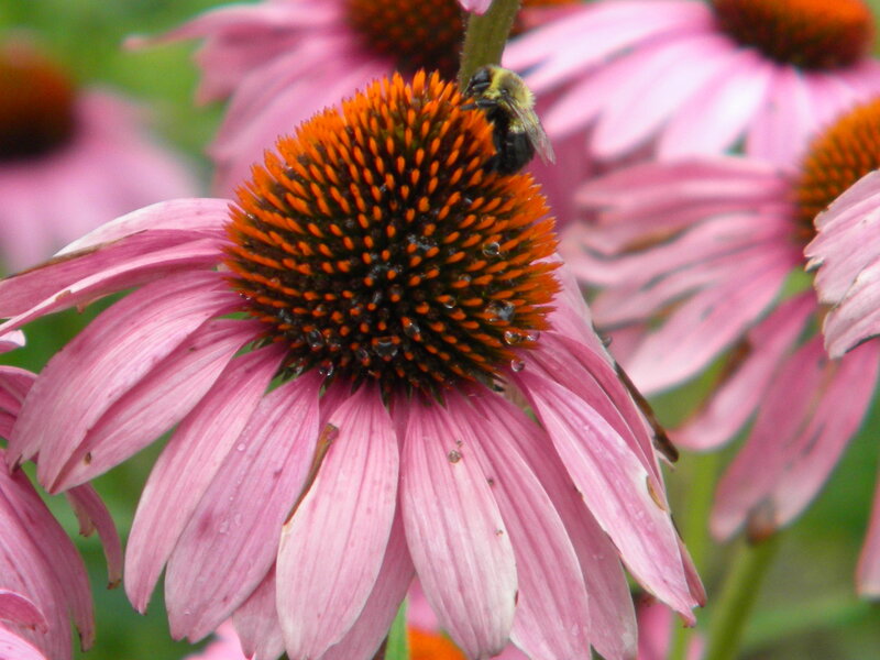 bee on pink coneflower