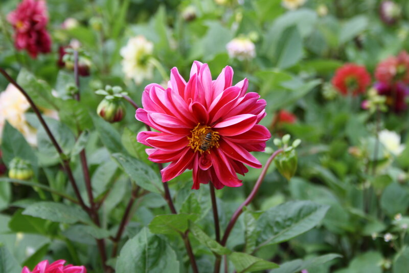 Bee on Pink Dahlia — Calm, Afternoon