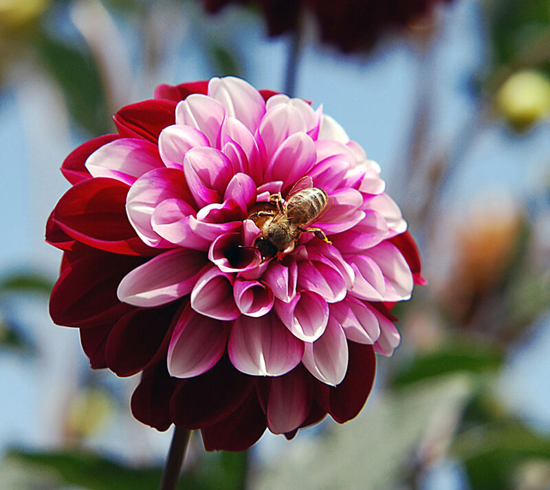 Bee on Pink Dahlia — Calm