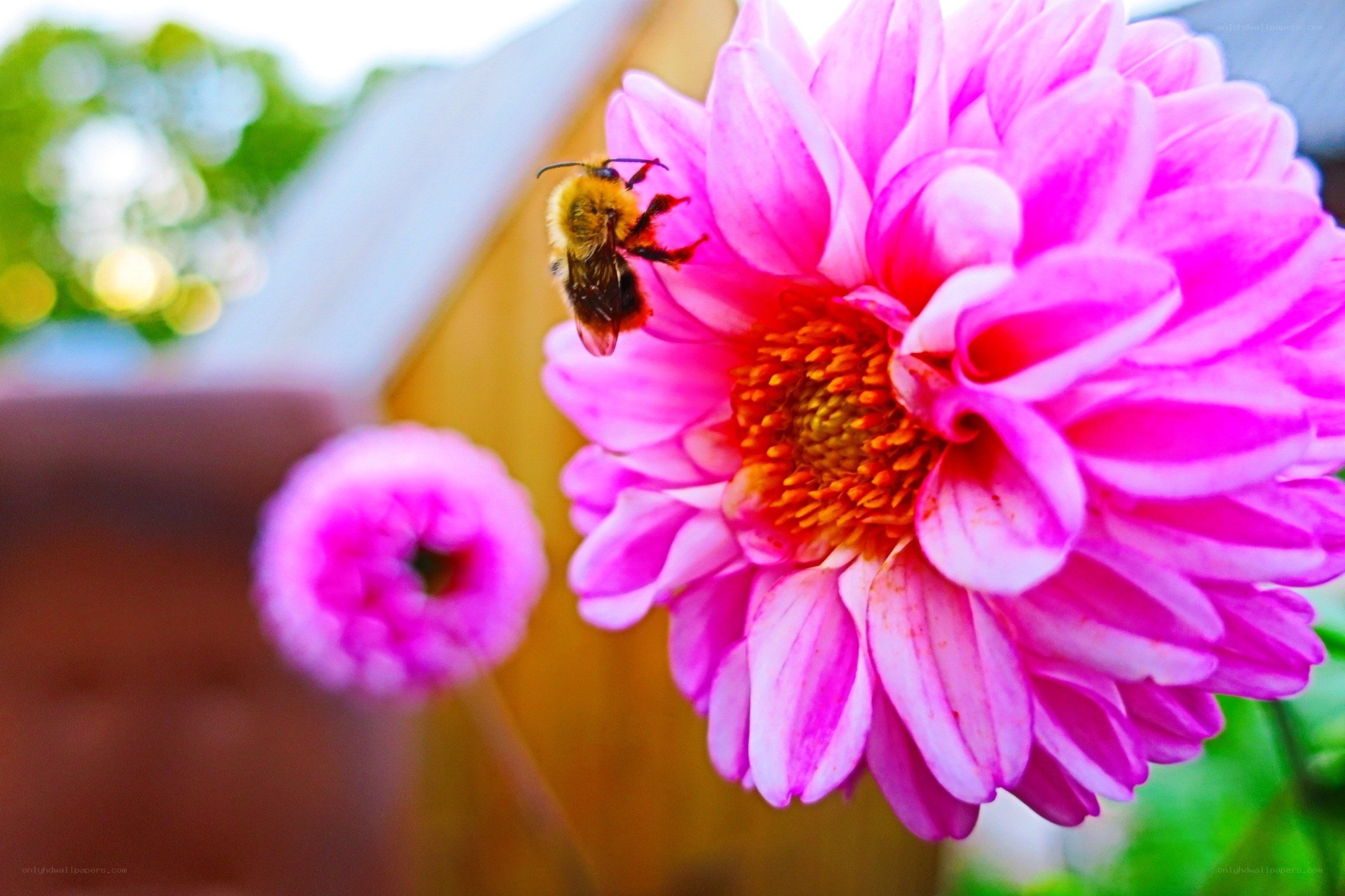 bee on pink dahlia flower