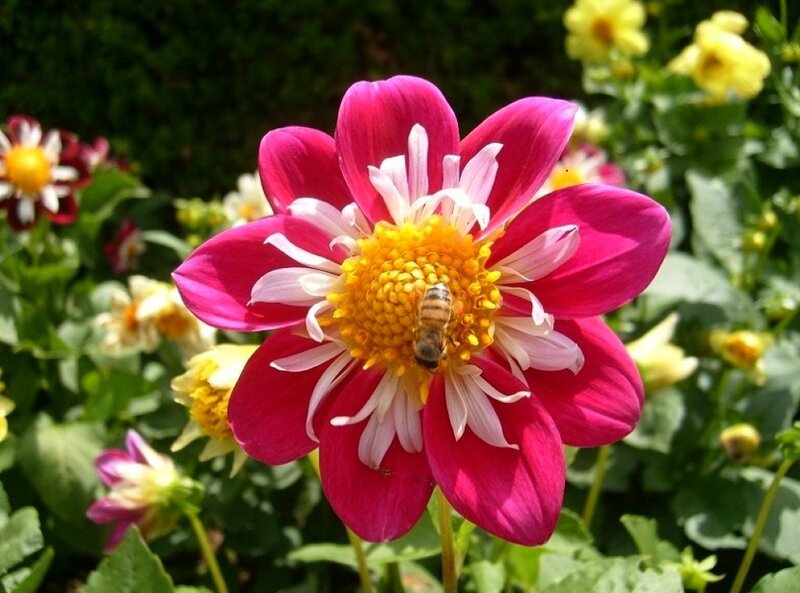 Bee on Pink Dahlia