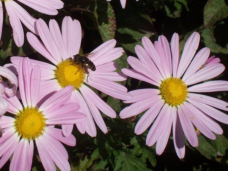 Bee on Pink Daisy