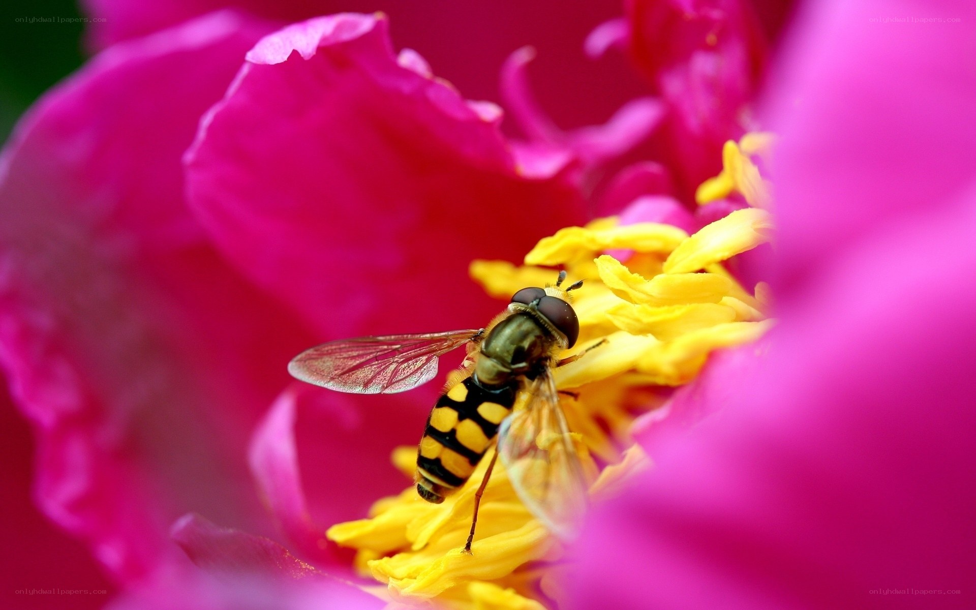 bee on pink flower