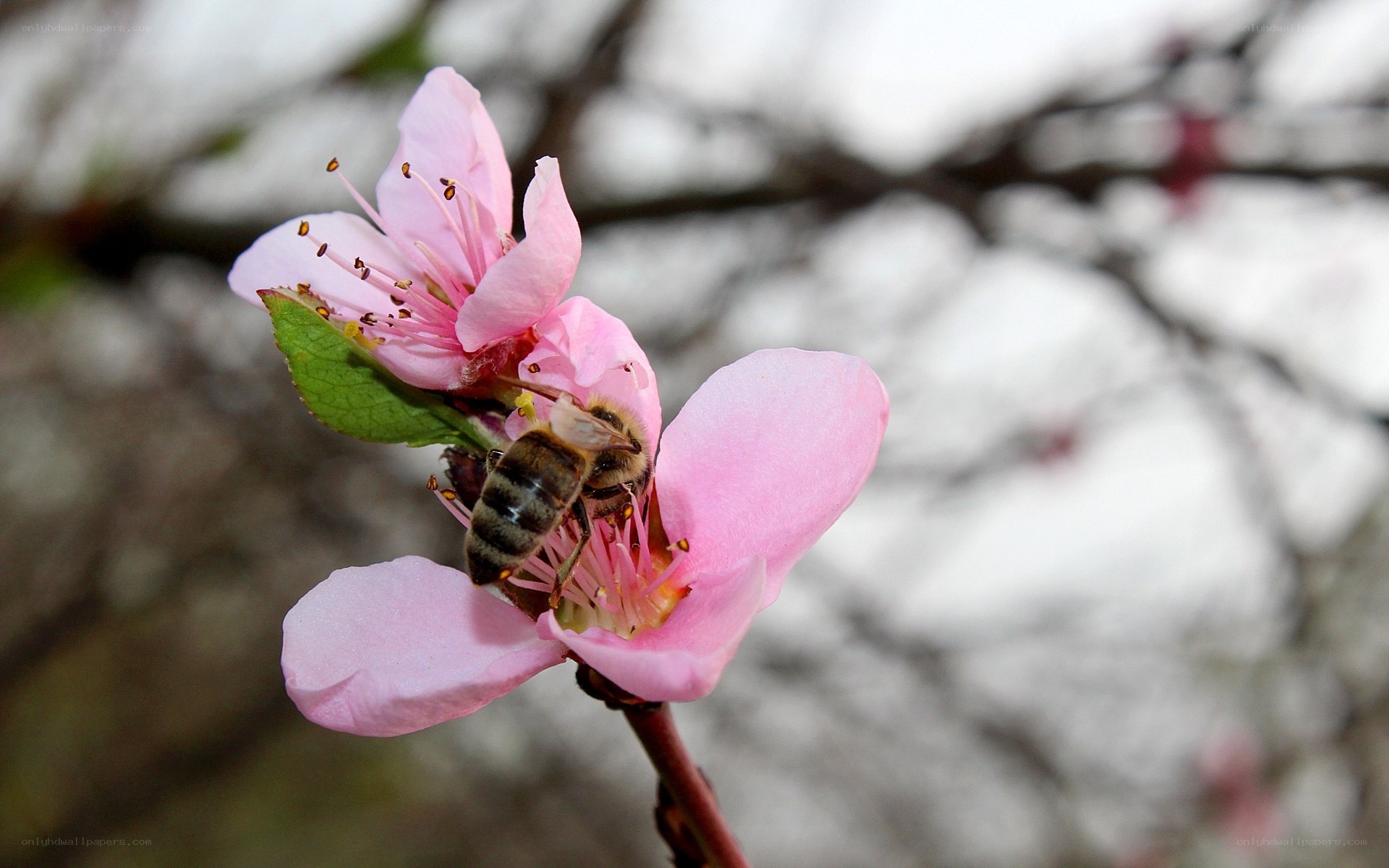 bee on pink flower