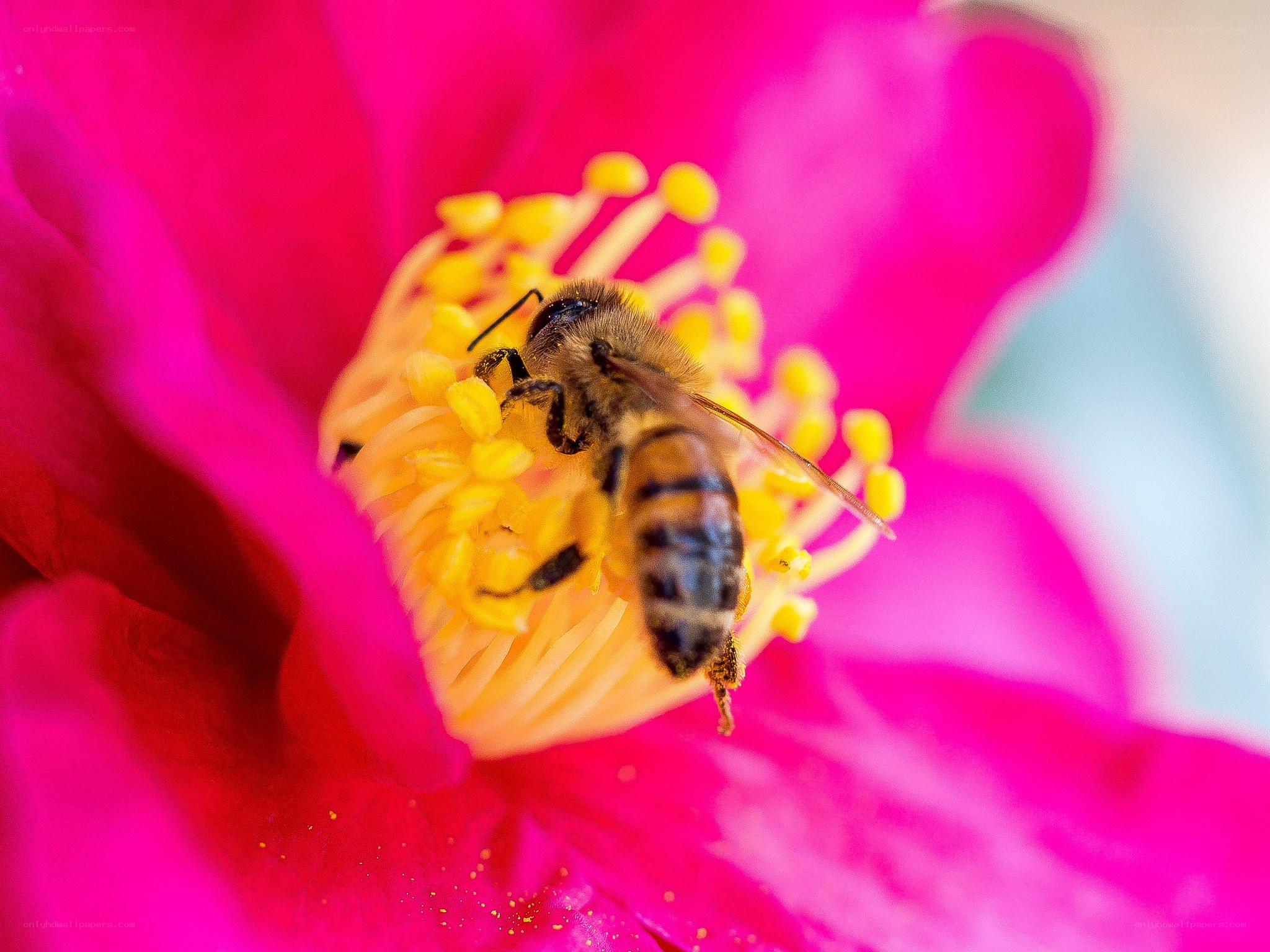 bee on pink flower