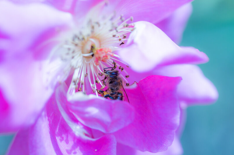 bee on pink flower