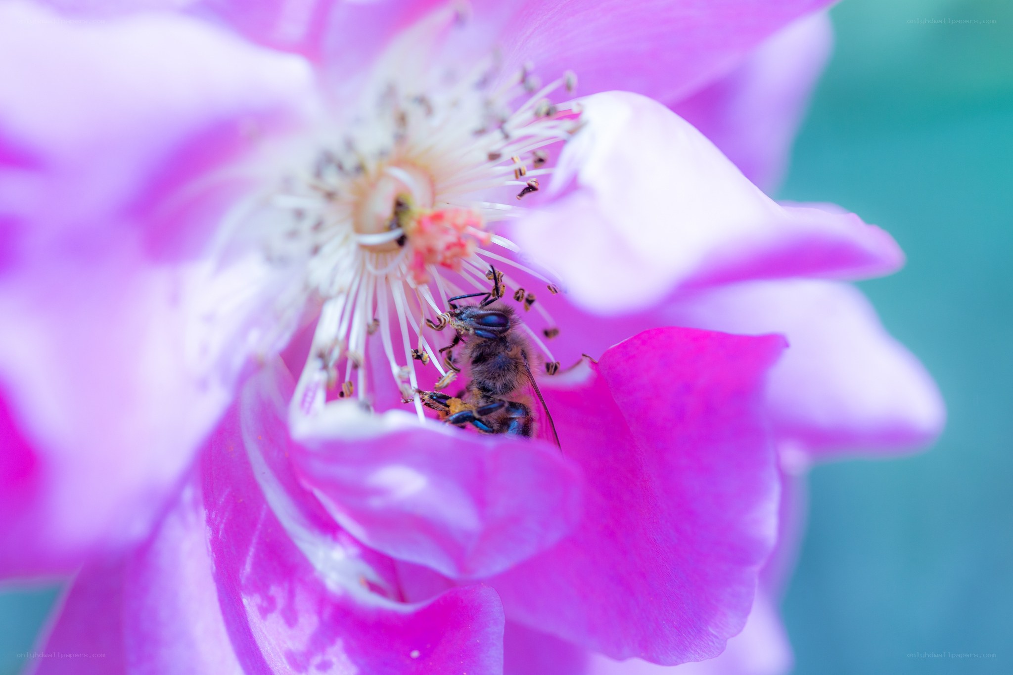 bee on pink flower