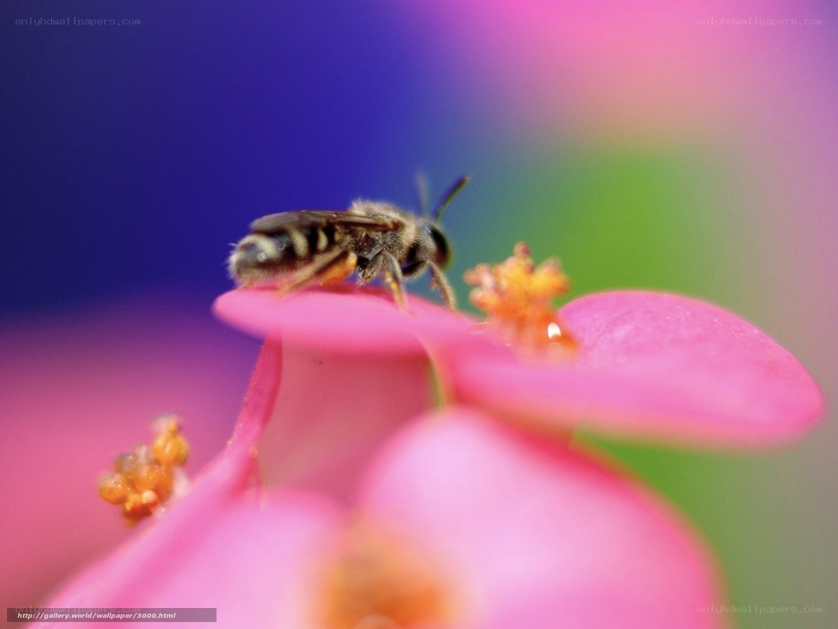 bee on pink flower