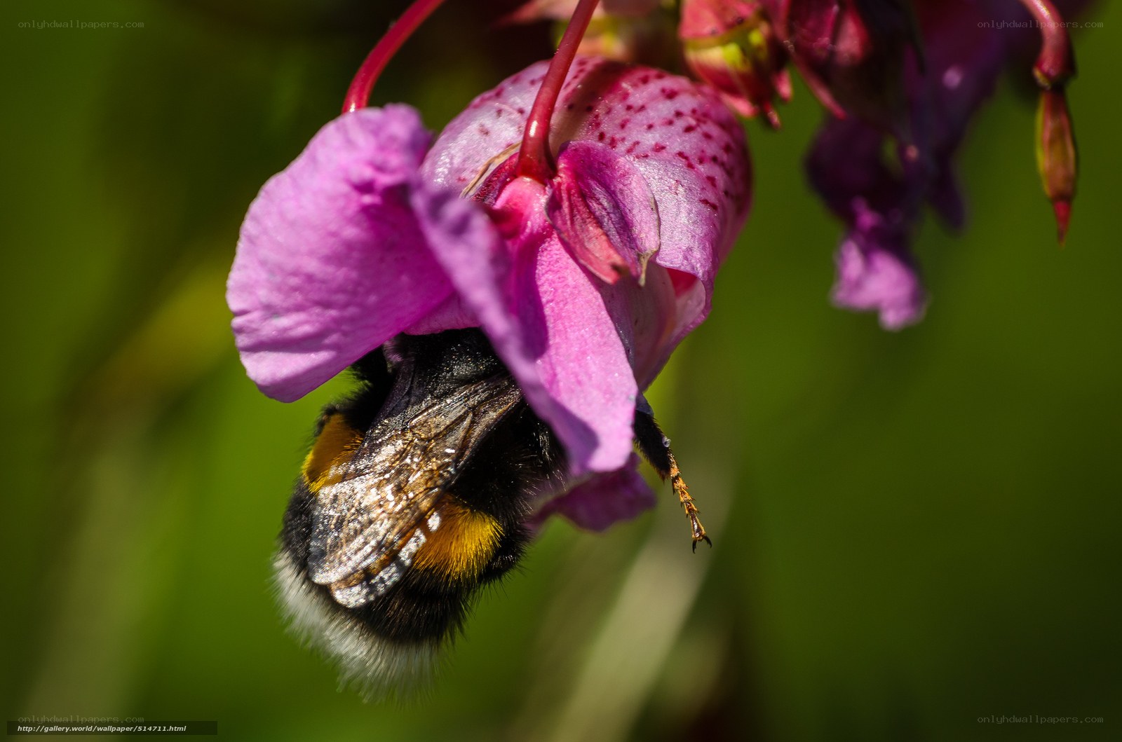 bee on pink flower