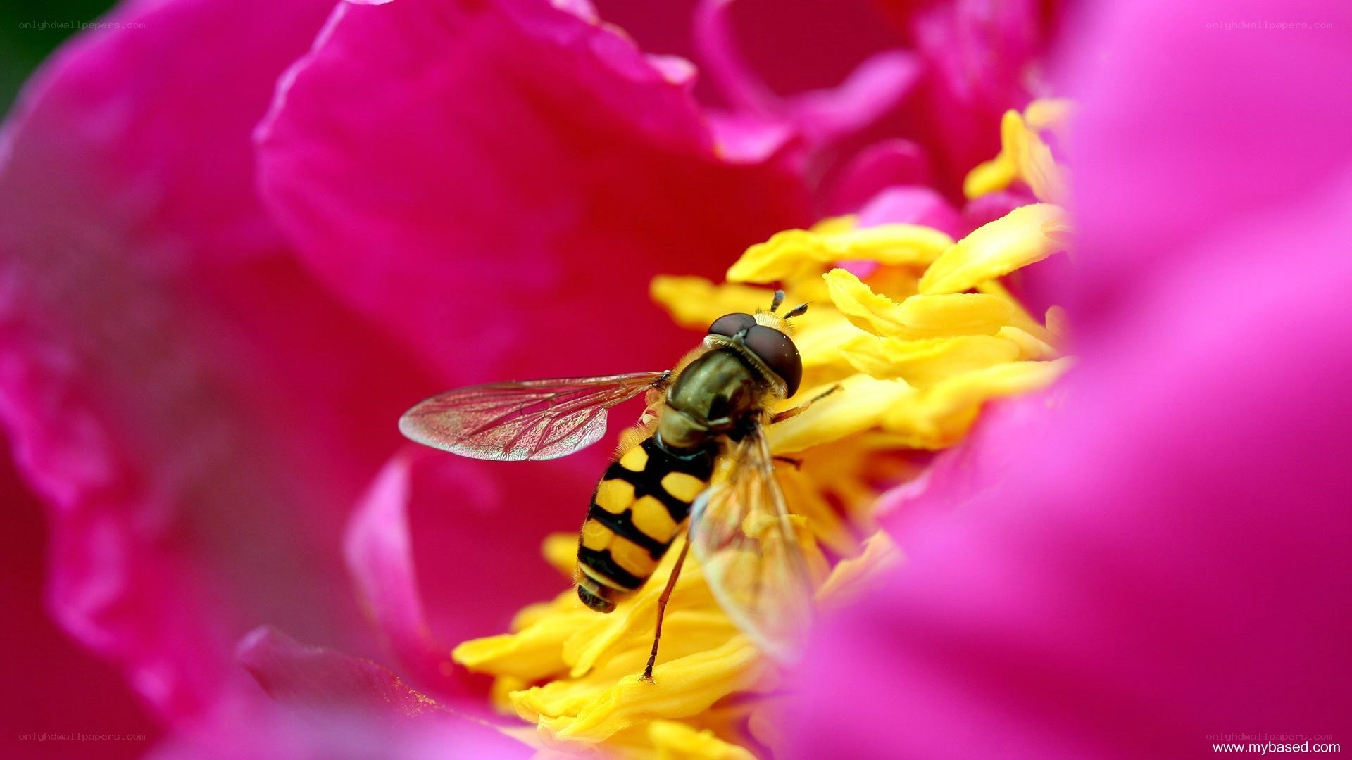 bee on pink flower