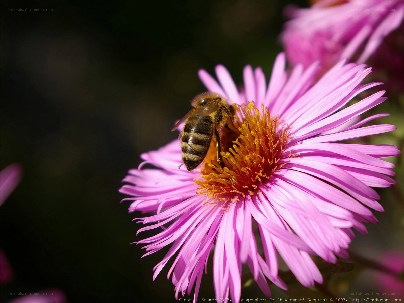 bee on pink flower