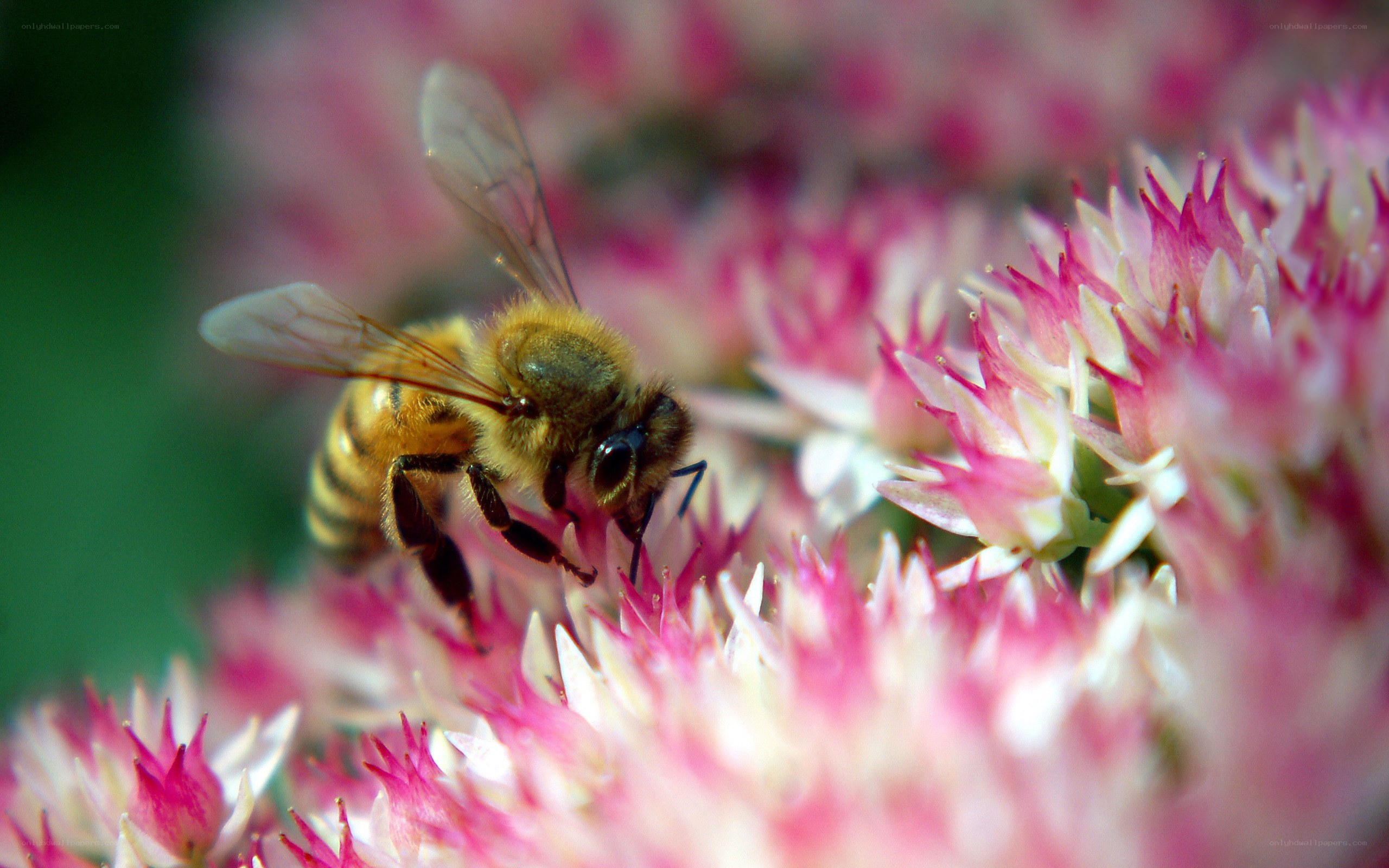 bee on pink flower