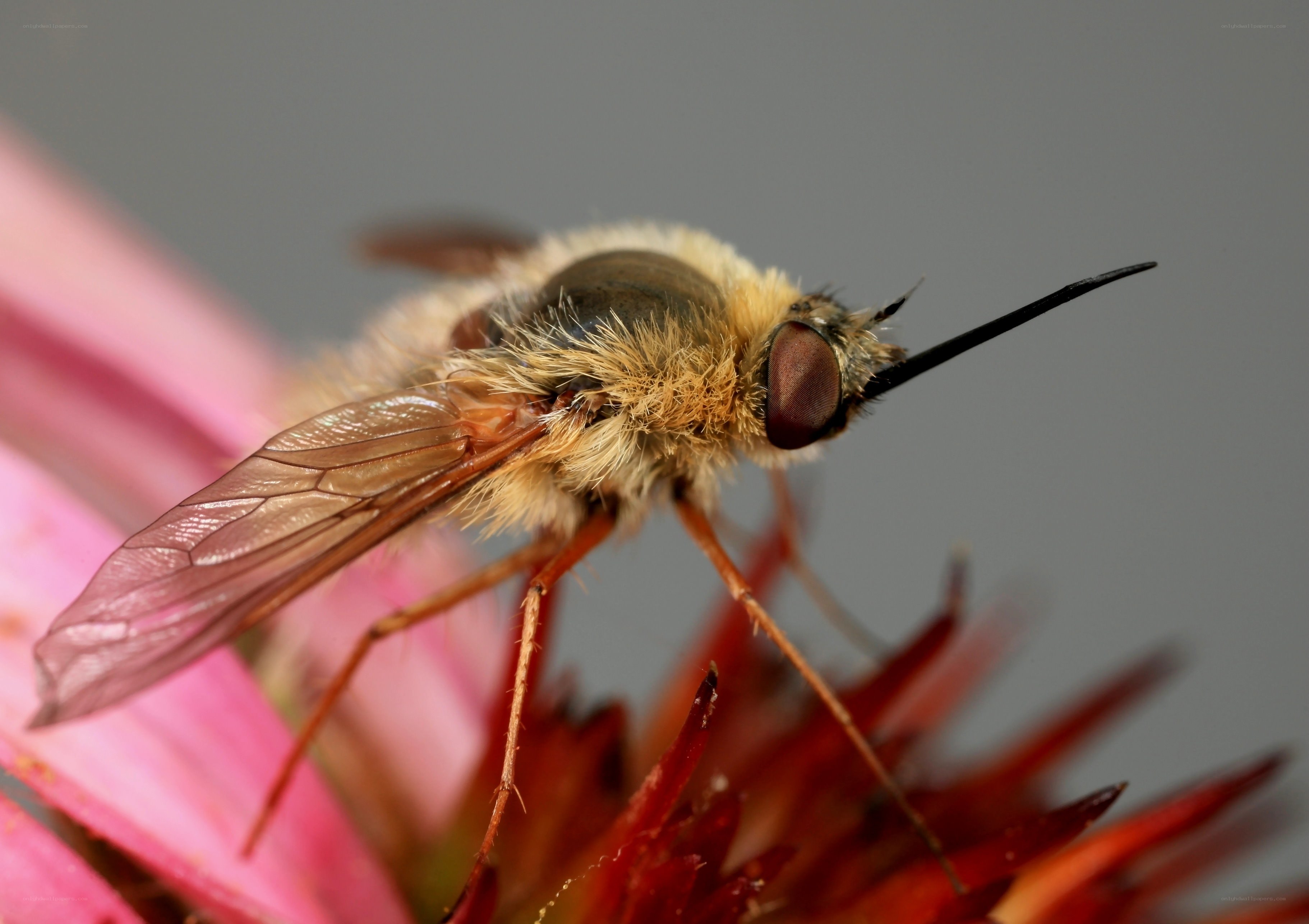 bee on pink flower