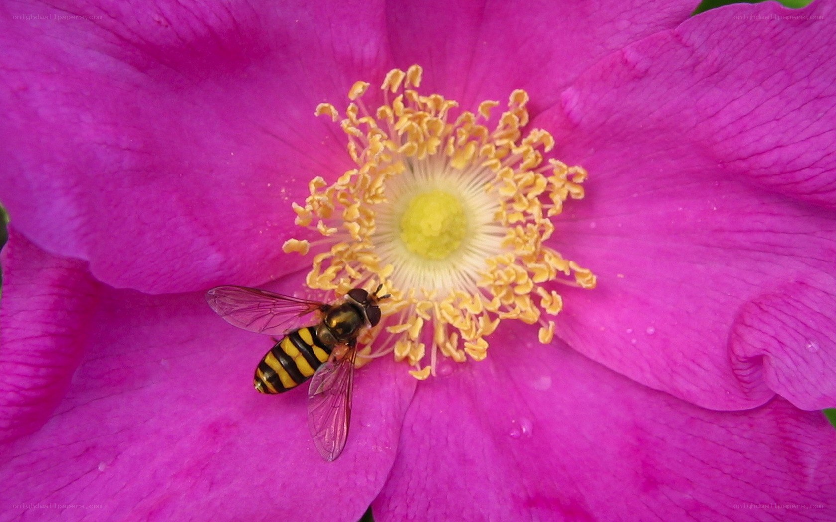 bee on pink flower