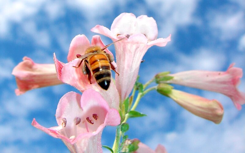 bee on pink flower