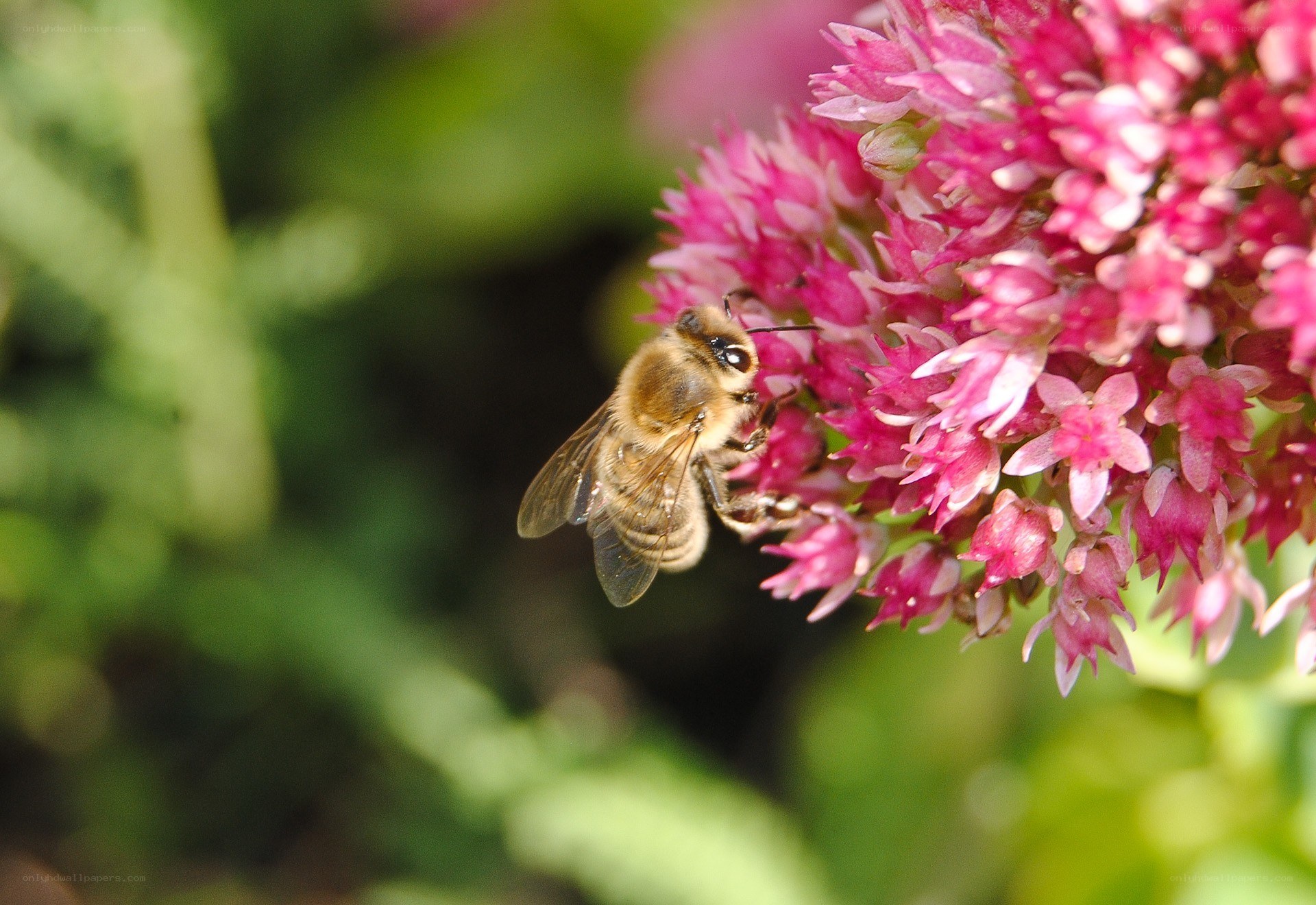 bee on pink flower