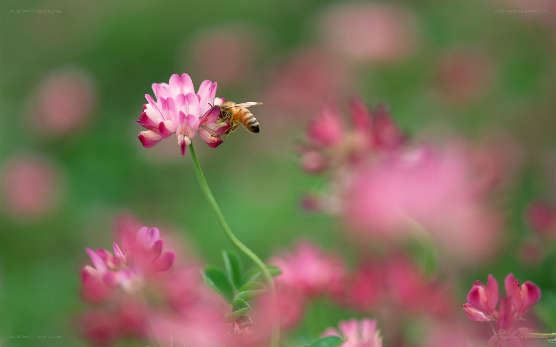 bee on pink flower