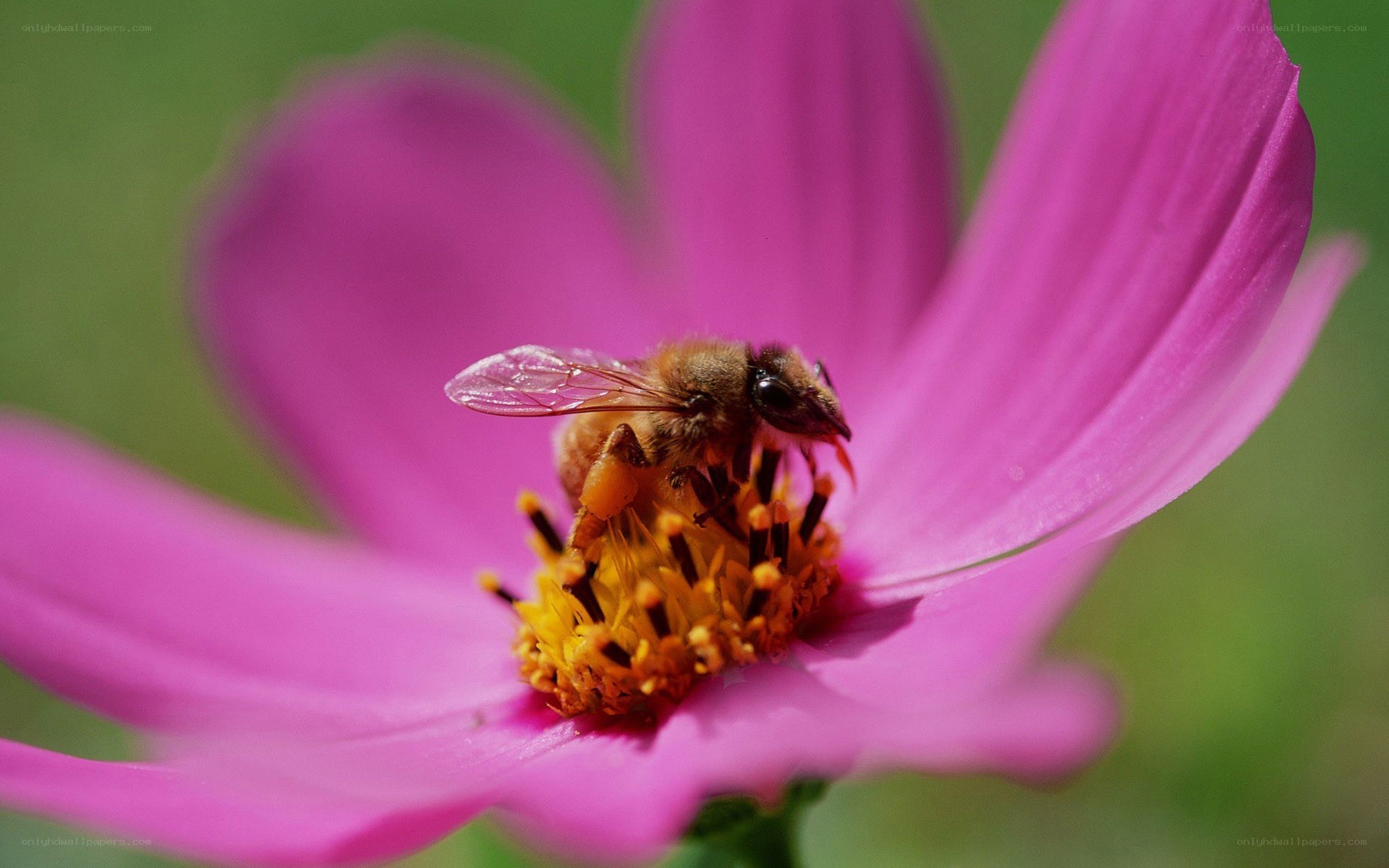bee on pink flower