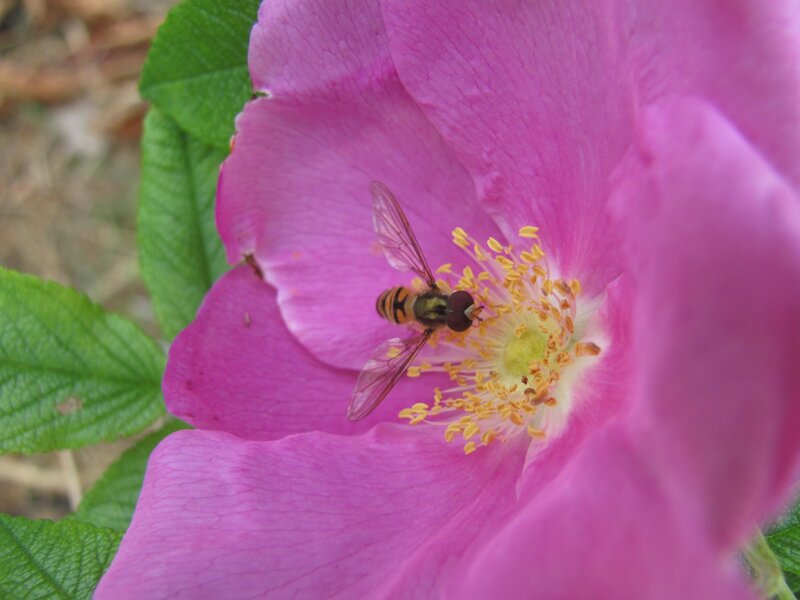 bee on pink flower