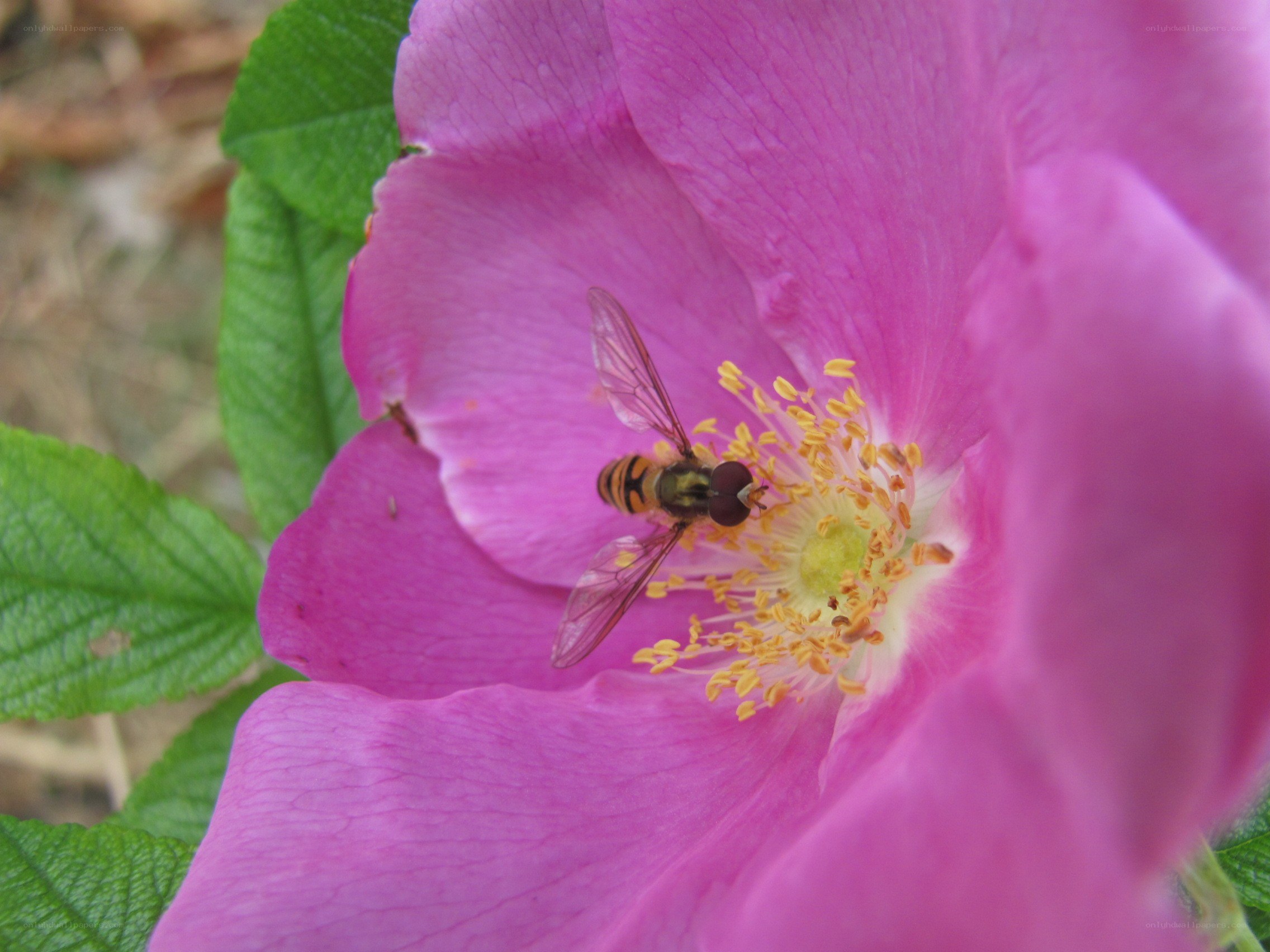 bee on pink flower