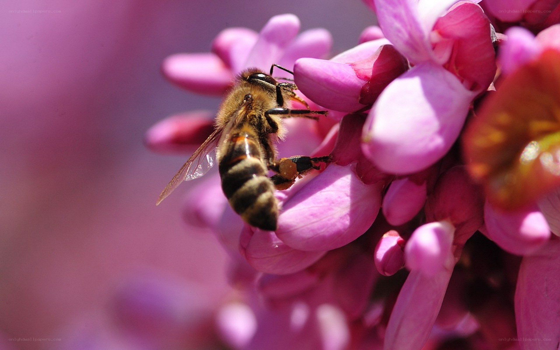 bee on pink flower