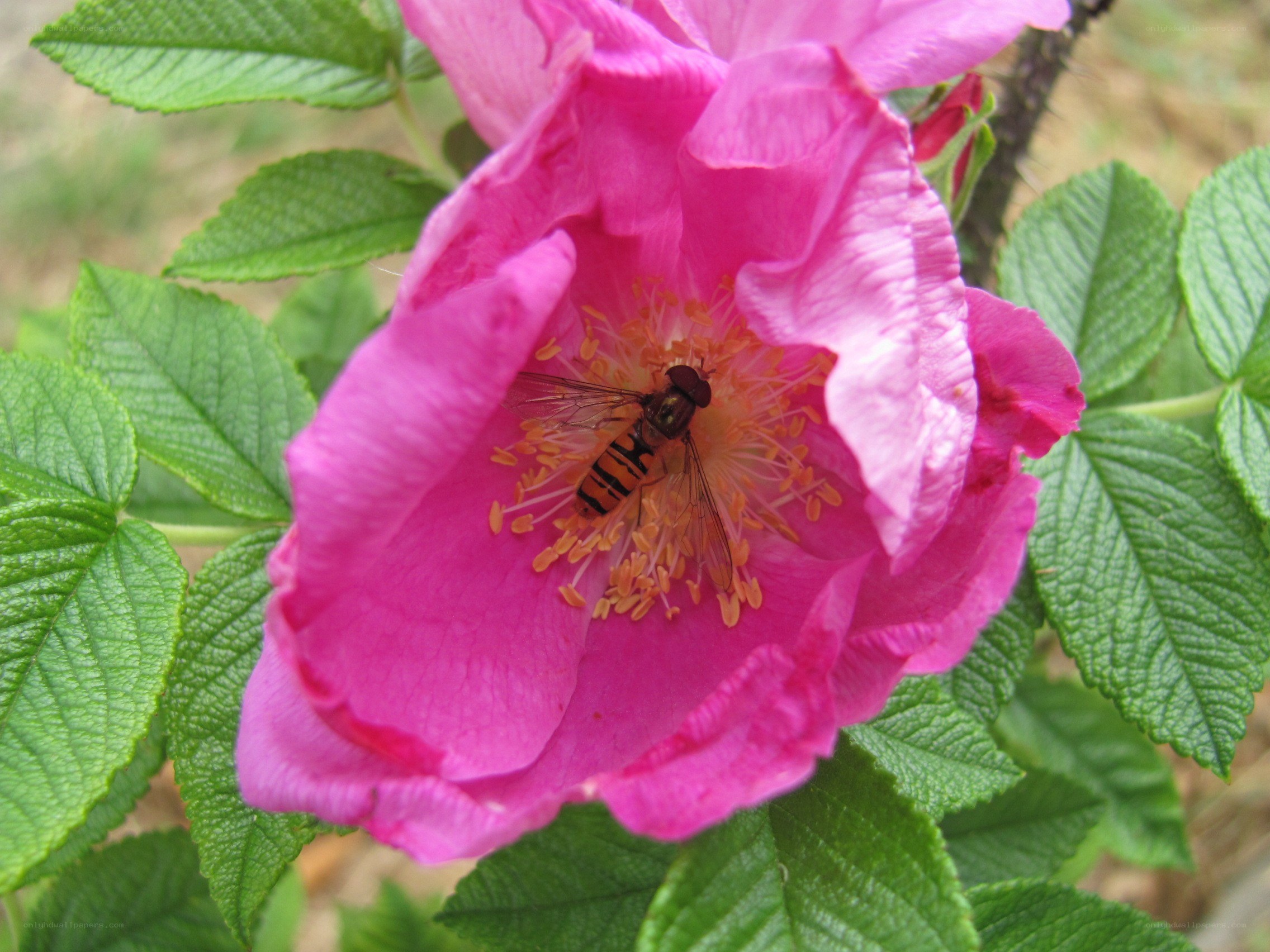 bee on pink flower
