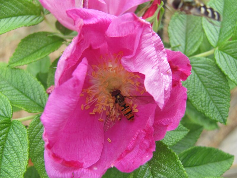 bee on pink flower