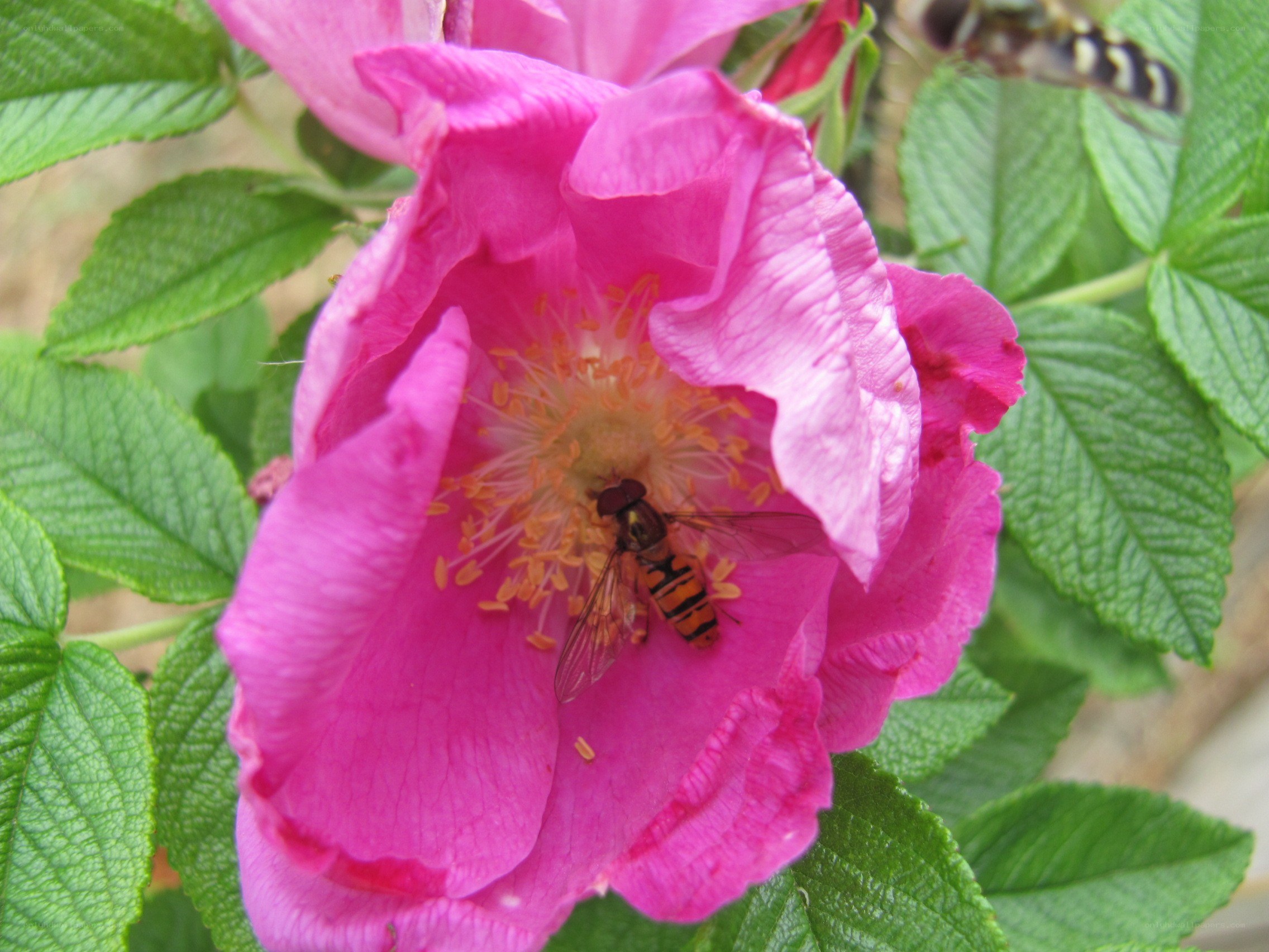 bee on pink flower