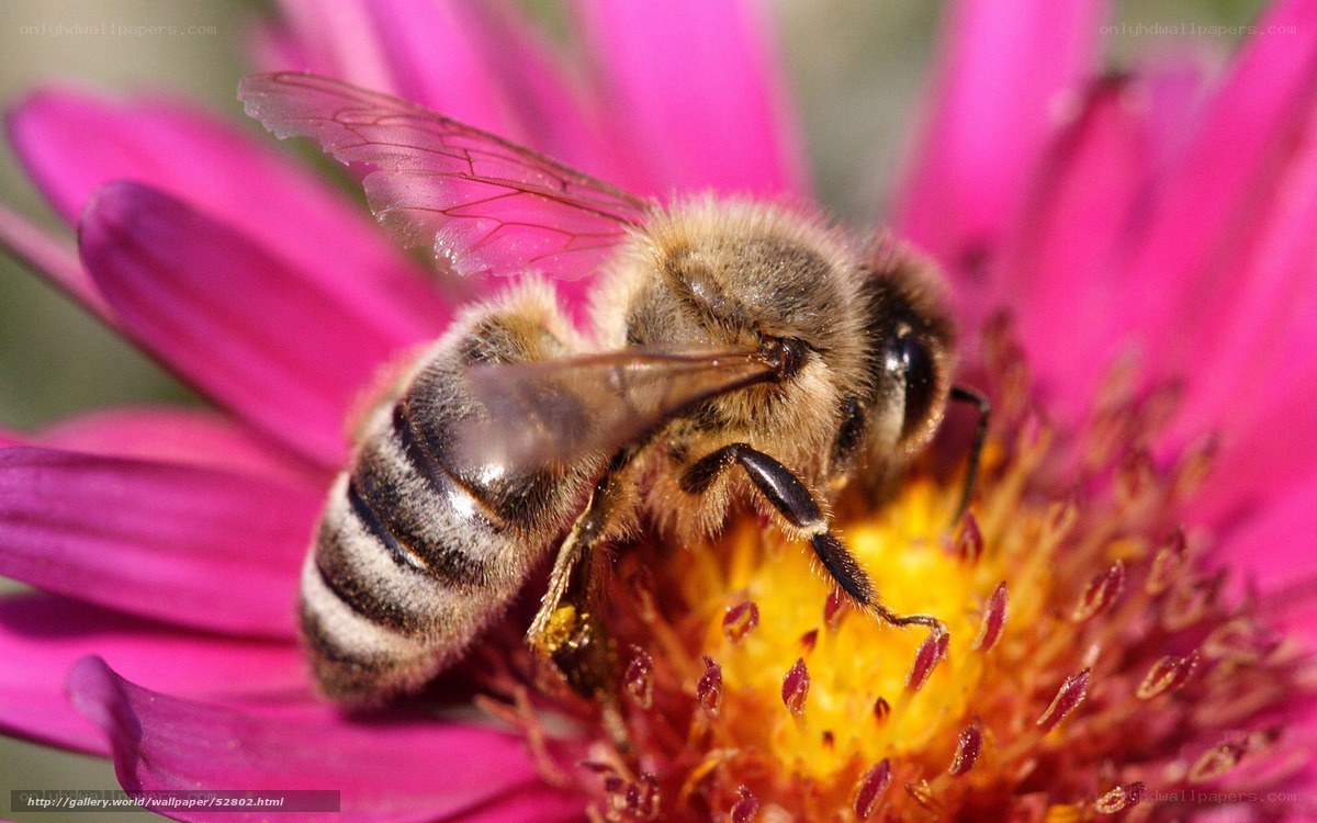 bee on pink flower