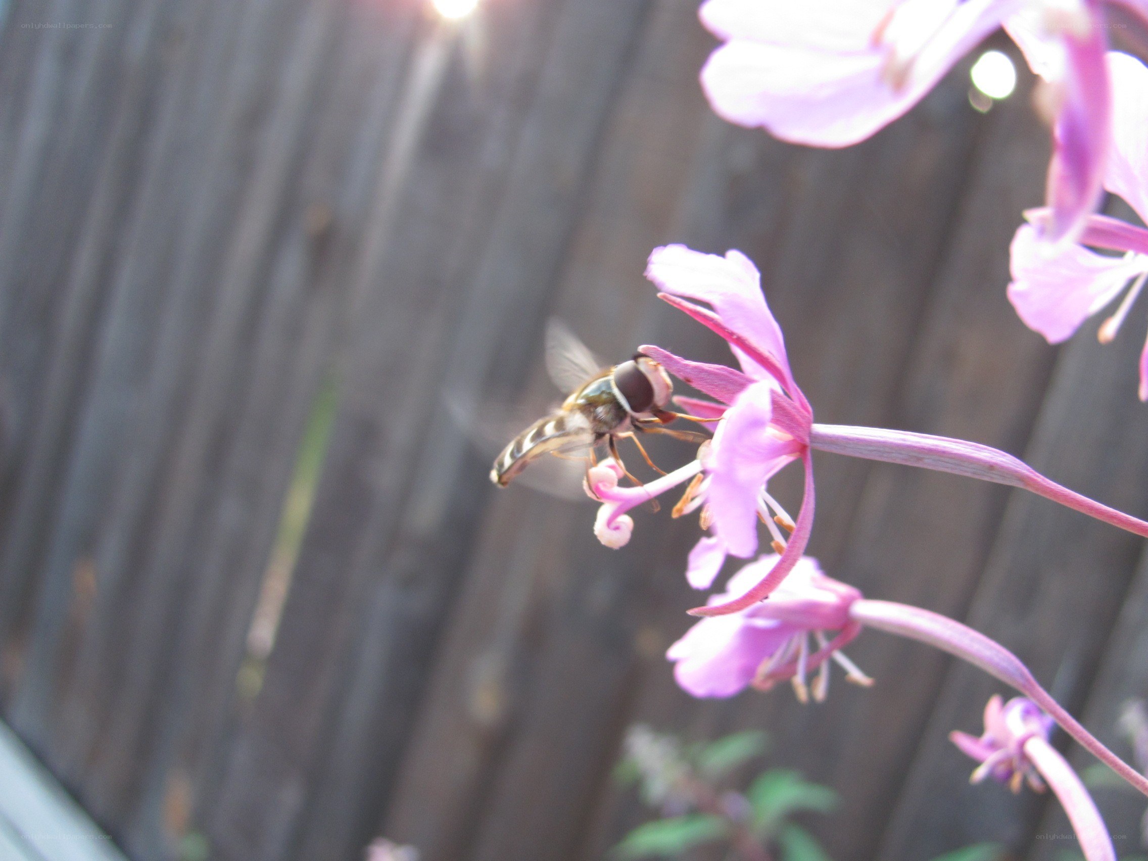 bee on pink flower