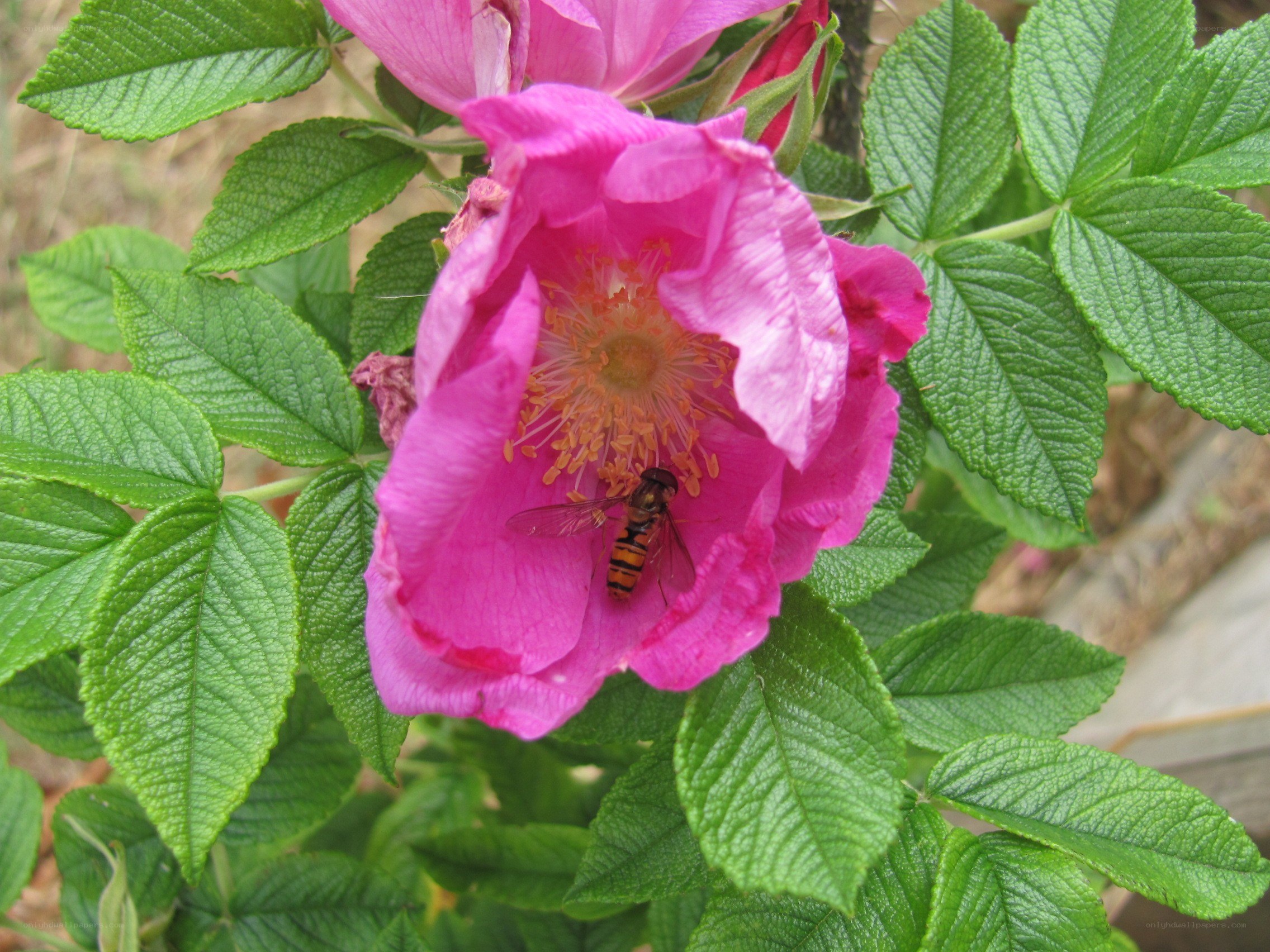 bee on pink flower