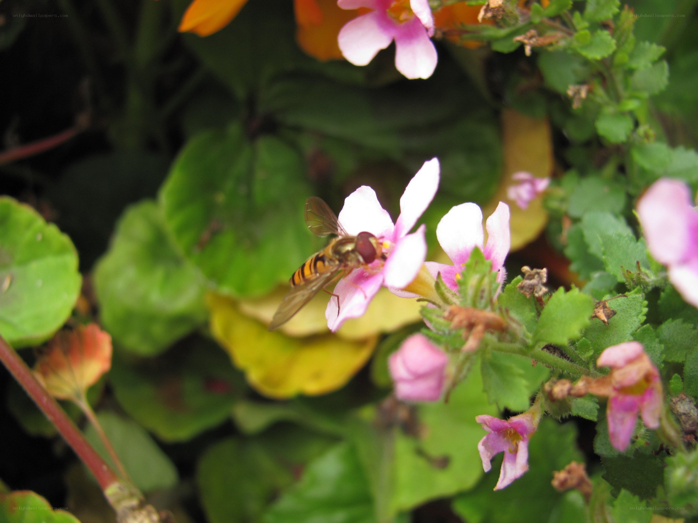 bee on pink flower