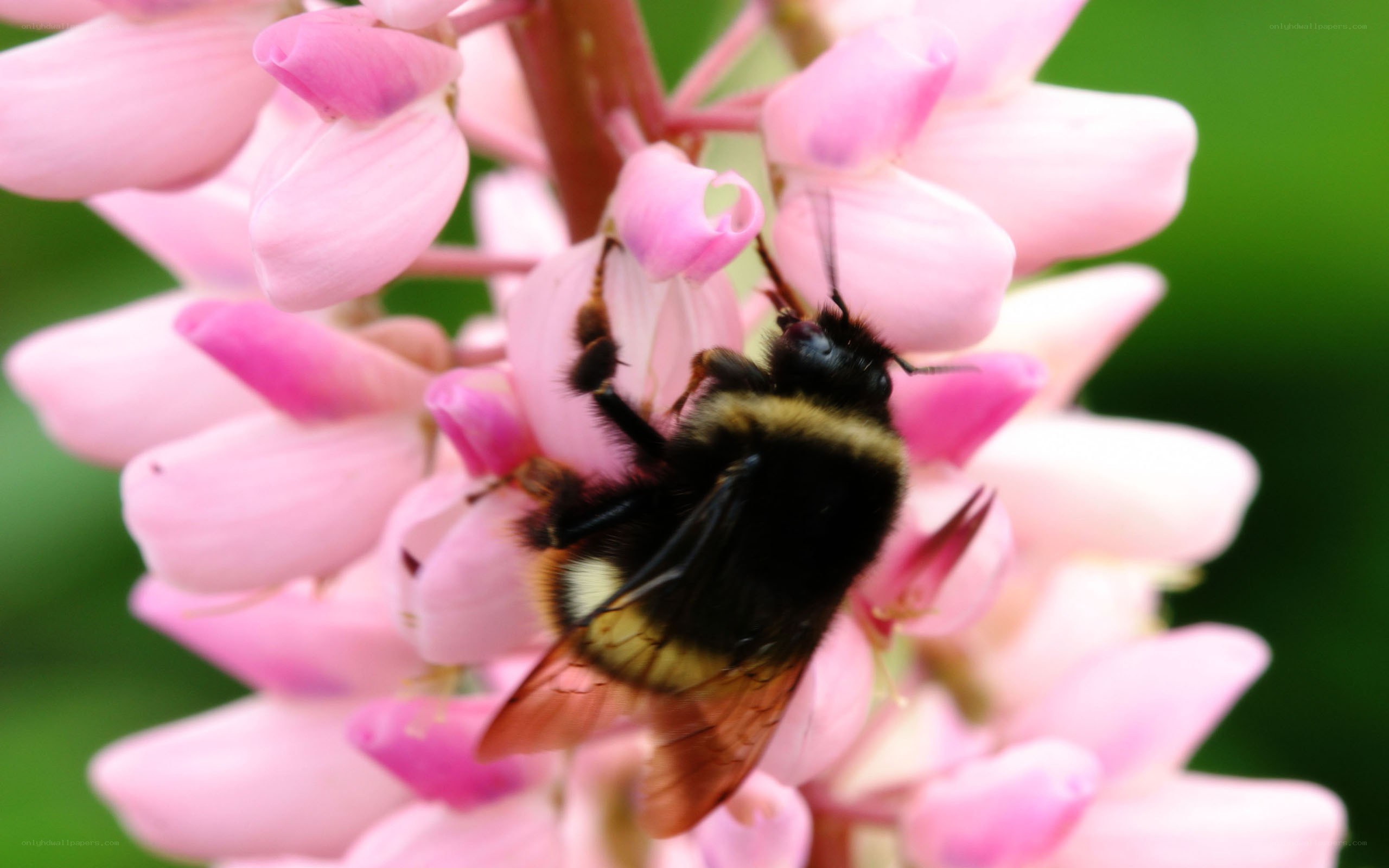 Bee on pink flower