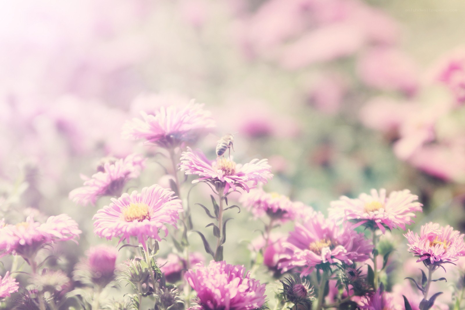 bee on pink flower