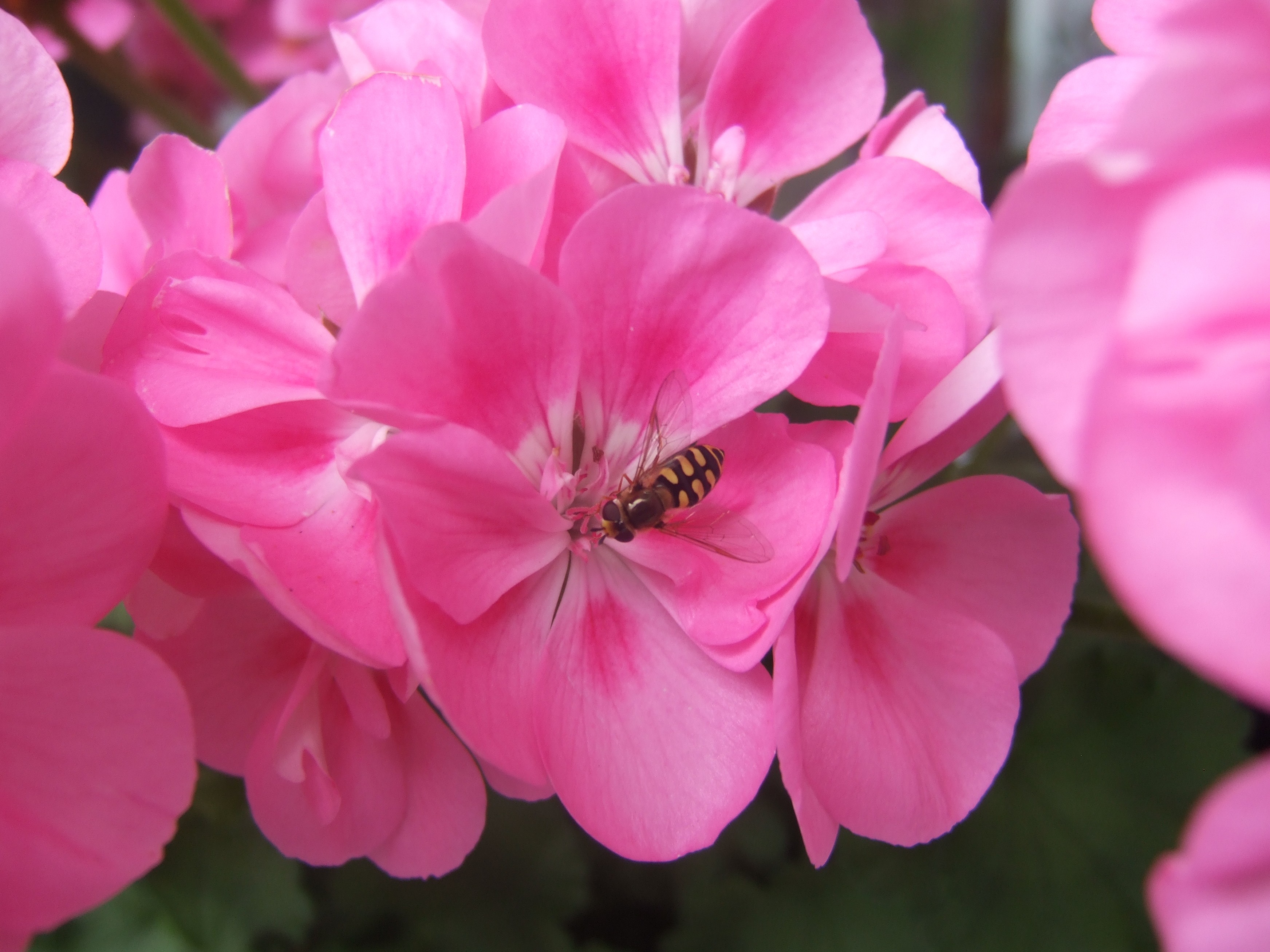 bee on pink flower