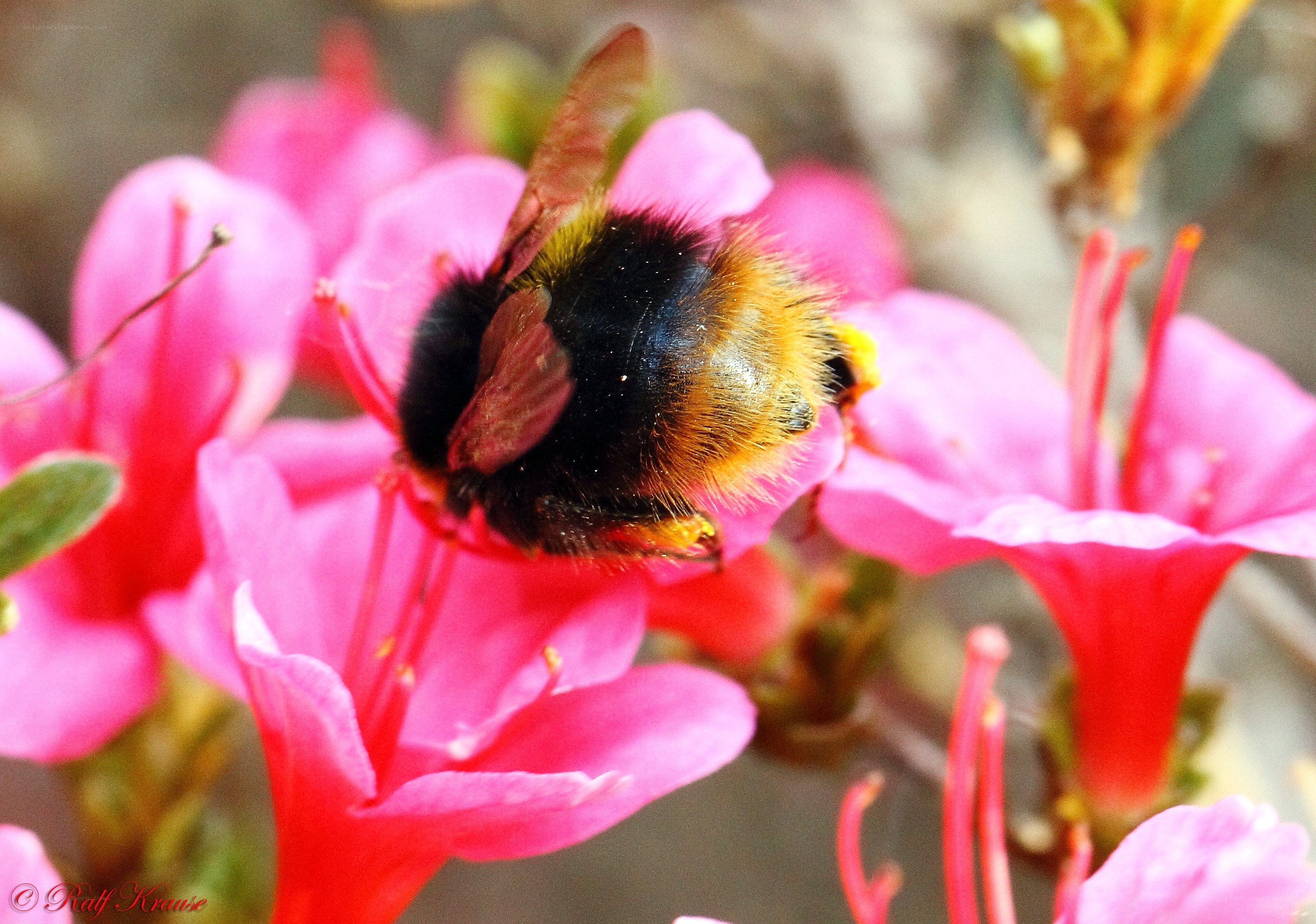 Bee on pink flower