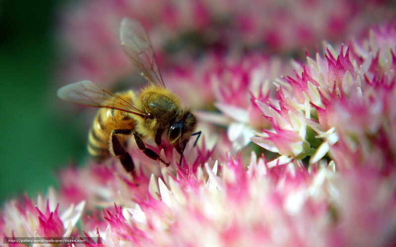 bee on pink flower