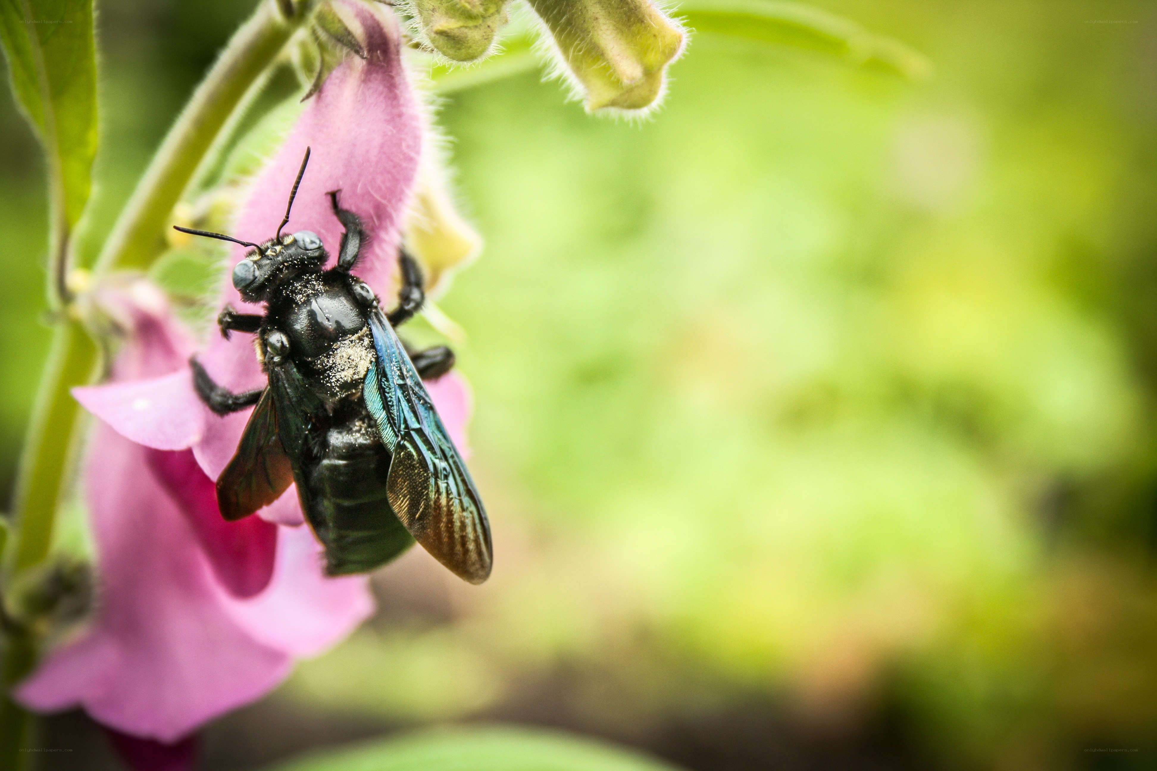 bee on pink flower