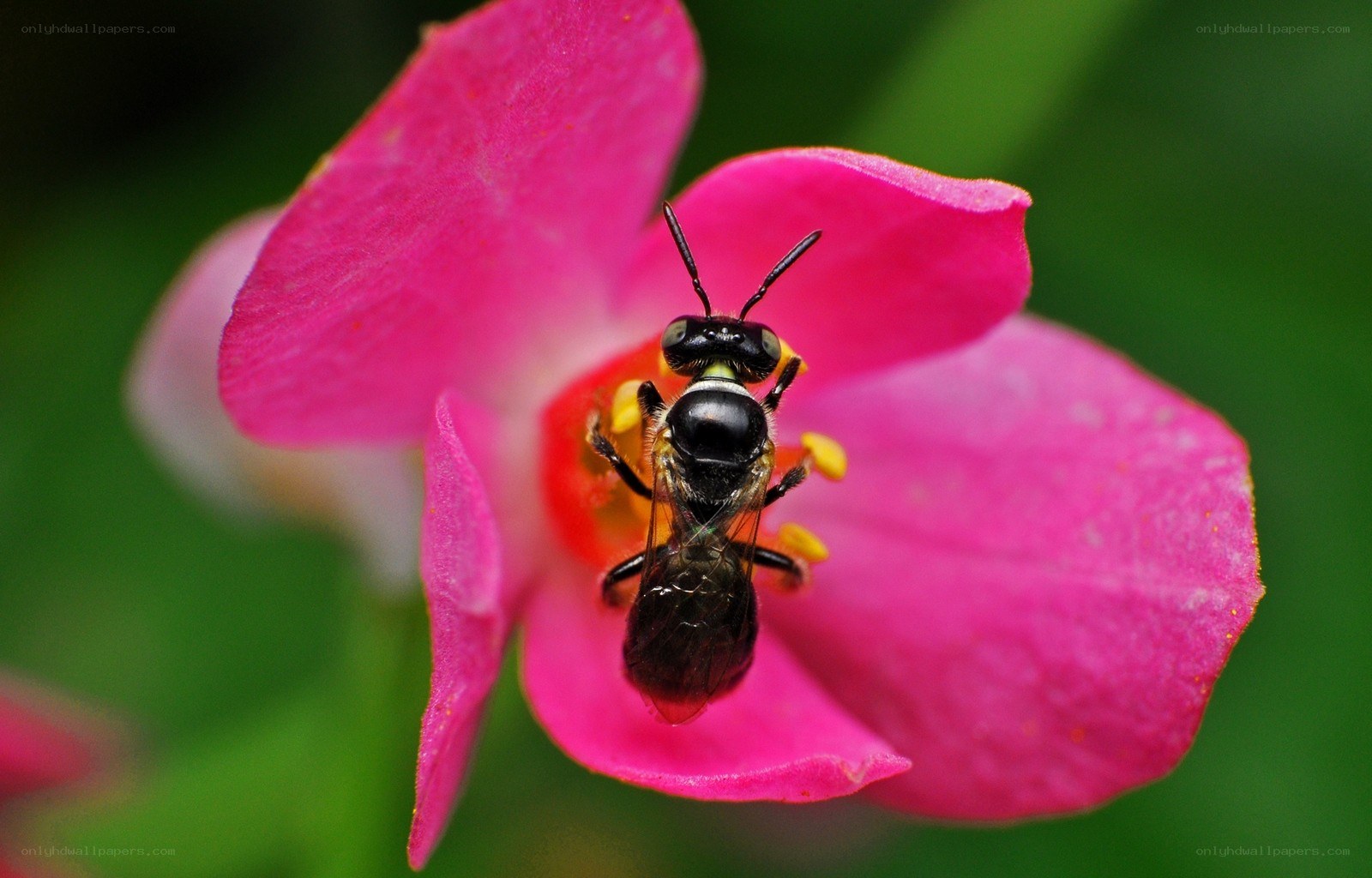 bee on pink flower
