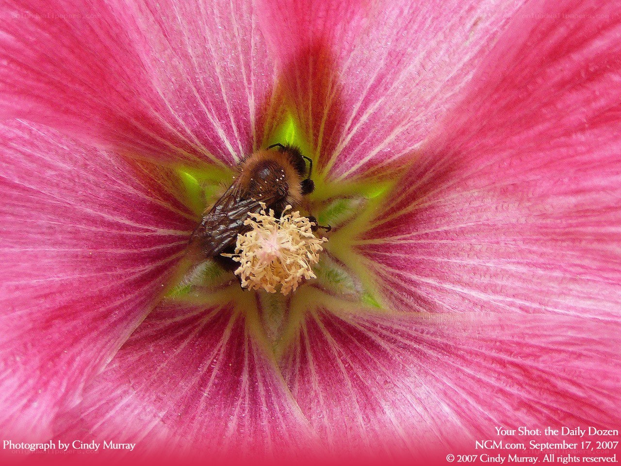 bee on pink flower