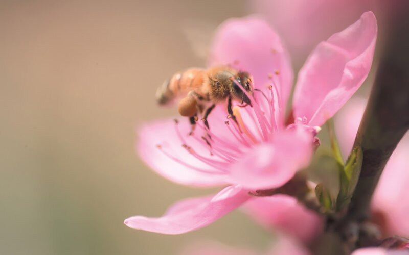 bee on pink flower