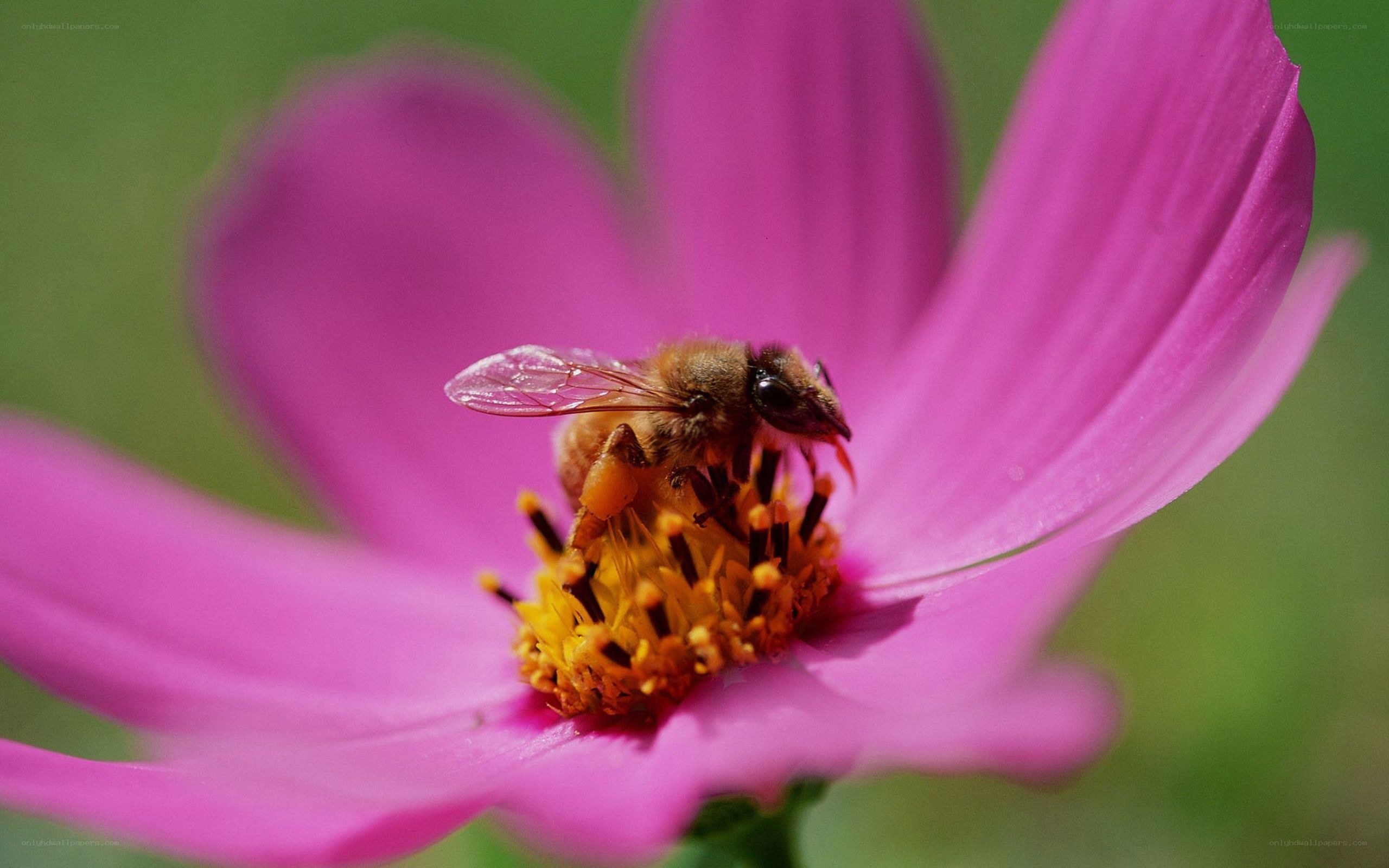bee on pink flower