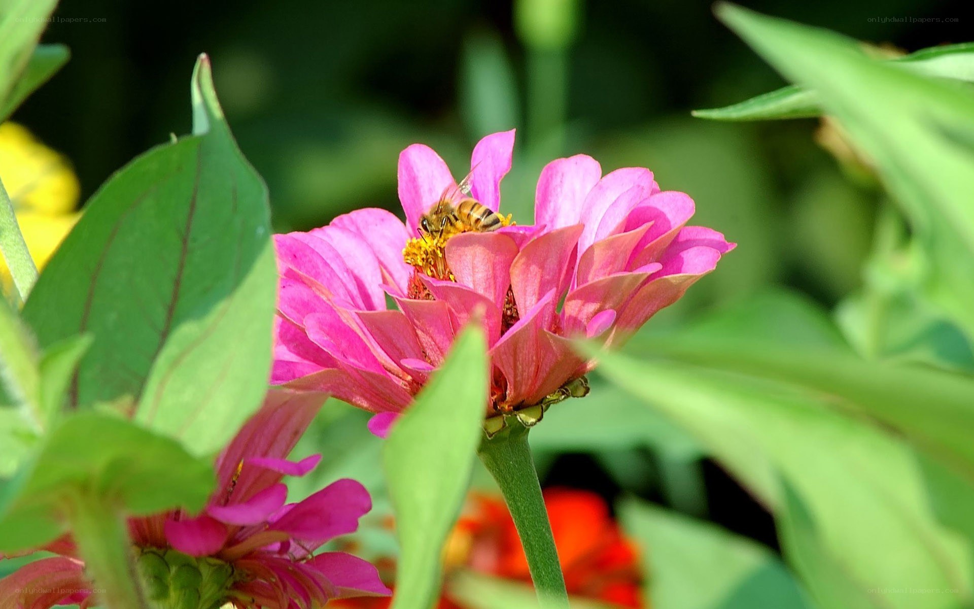 bee on pink flower